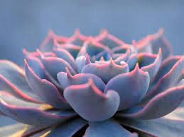 Natural, live, and uncommon blue prince echeveria succulent plant in a charming face pot for gifts and desktops(Pack of 1)