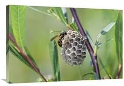 24 x 36 in. Wasp Constructing Nest, Upper Bavaria, Germany Art Print - Konrad Wothe