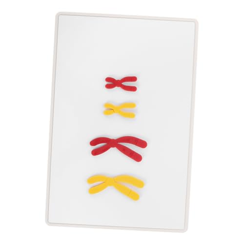 MOLUCKFU Magnetisches Chromosomen-veränderungsmodell Biologisches Lehrmittel Magnetisch Einfache Montage für Mittelstufe Biologieunterricht Genetische Prozesse Anschaulich