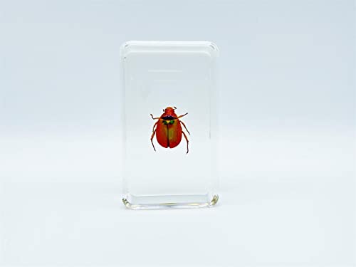Image of Assorted Styles of Beetle and Insect Specimens, Clear Amber Resin Material Ideal for Kids' Science Education, Collecting, and Home Decoration 2.4″*1.4″*0.7″ (No.43)