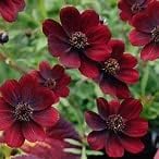 Cosmos astrosanguineus 'Chocolate' Cosmos 3 x Plug Plants, Perennial Garden Plant by park farm plants