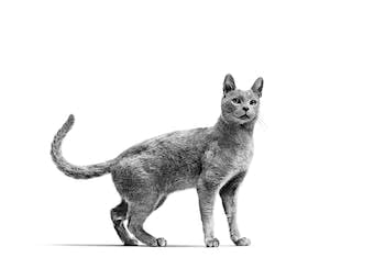 Royal Canin Veterinary SKIN & COAT | 1,5 kg | Diät-Alleinfuttermittel für kastrierte Katzen | Zur Unterstützung der Hautfunktion bei Dermatose und Haarausfall