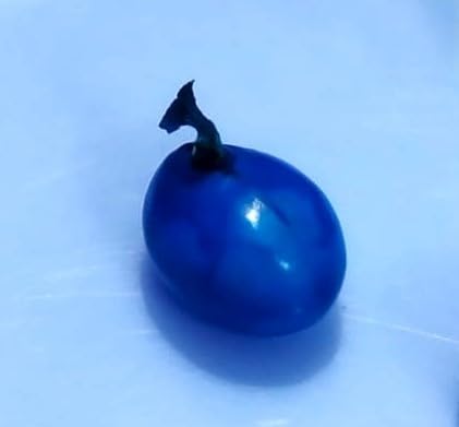 Original Blue Gunja Seeds-Neelam Kundrinmani- Nili Guri Gunja-Gulaganji-Kunni kuru-Blue Rosary Pea-Chanothi-Gumchi-Crabseye-Chirmi Seed-Gurvinda Bead -1 No (Size: Medium)-image-0