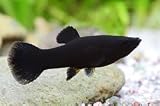 5-Pack Molly Black Live Fish Freshwater Community Aquarium Solid Dark Color Active Livebearer Species Swimming Display Ideal Setup for Medium Large Home Aquariums Planted Tank Systems