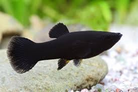 5-Pack Molly Black Live Fish for Freshwater Aquariums