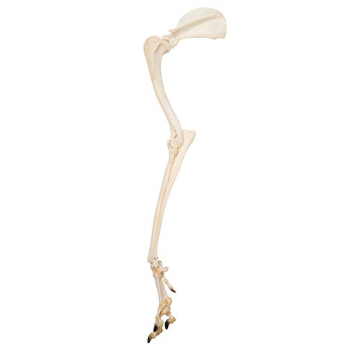Image of 3B Scientific GmbH T300321 Dog Leg, Preparation