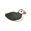 Auk