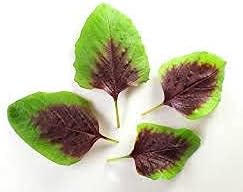 Miniatura 3 de Semillas de amaranto con hojas de rayas rojas, únicas, comestibles, parecidas a espinacas, verdes "espinacas chinas"  Liliana's Garden