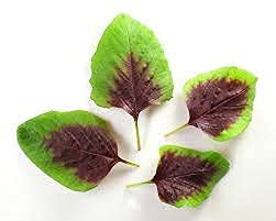 Red Stripe Leaf Amaranth Seeds – Unique, Edible Spinach-Like Salad Green “Chinese Spinach” | Liliana's Garden | #TOP3
