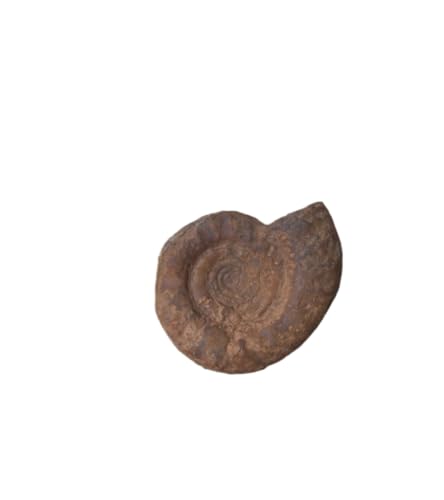 Image of Trilobite N 174