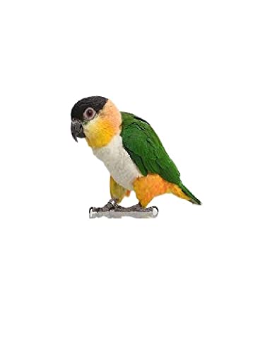 Arnés para caique con cuerda elástica de 3 mm amarilla y conector regulable 2