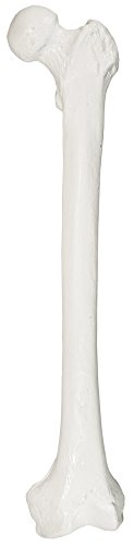 Axis Scientific Femur Bone Model | Left | Cast from a Real Human Femur Bone l Upper Leg Bone Model Has Realistic Texture and Important Bony Landmarks | Includes Product Manual, Fibula Model