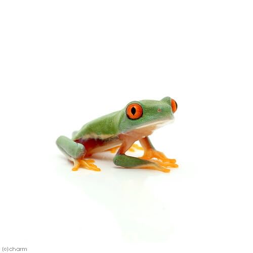 Amazon | （両生類）アカメアマガエル CB個体 ベビーサイズ（1匹