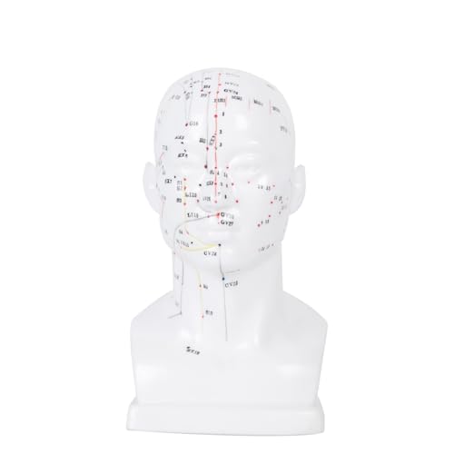 Tête d'acupuncture médicale modèle en PVC avec méridiens clairs