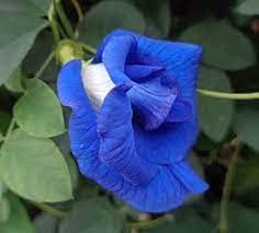 GREENLIVE TRADERS BLUE APRAJITA LIVE PLANT (B0C66G5F3D) Amazon Price History, Amazon Price Tracker