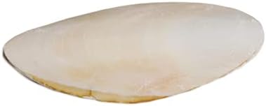 Prevue Pet Products Bpv1143 5-Inch Bird Cuttlebone, Medium (Pack of 2) image 8