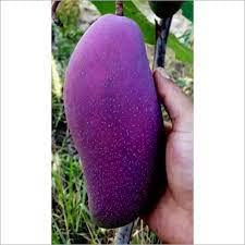 Greenvalue Live Nam Dok Mai Mango Purple Live plant Thai variety Healthy Grafted Hybrid Plant Pack of 1 (B0BSFV6SH7) Amazon Price History, Amazon Price Tracker