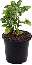 Ashwagandha Medicinal Live Plant With Pot Pack of 1 (B0DD4FS6VJ) Amazon Price History, Amazon Price Tracker