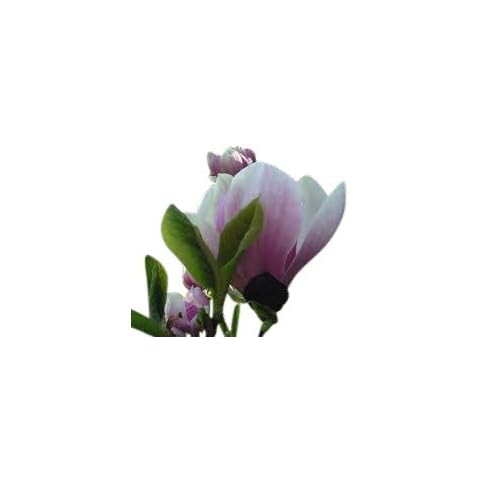 Established Magnolia Soulangeana Tulip Tree 80cms Cover