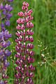 75 Mixed Colors Russell Lupine (Streamside, Bigleaf, Garden, Or Washington Lupine) Lupinus Polyphyllus Flower Seeds #TOP4