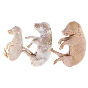 1 Wet Specimen Fetal Pig Preserved Collectible Taxidermy Piglet Oddity Oddities Curiosity Educational