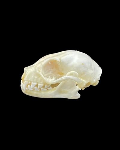 Real Preserved bat Skull - Authentic Fruit Bat Skull for Collection and Study- Sceince Study - Detailed Anatomical Features- Ideal for Art - Oddities