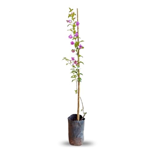 Muda de Primavera Bougainvillea Roxa