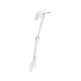 Anatomisch genaues PVC Modell der oberen Gliedmaßen, des Schulter und Schlüsselbeins, ideales Labor für Studenten, Praktiker, Bildungsressource für Studenten, Physiotherapeuten und Künstler