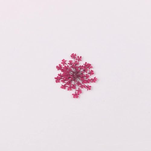 100 piezas flores secas naturales copo de nieve miniatura 2