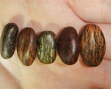 Miniatura 3 de Semillas de árbol de coral de Cockspur, Erythrina Crista-Galli, (25 unidades)