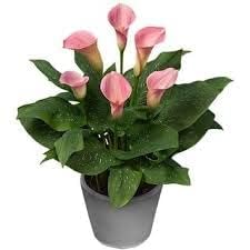 Seedtrees Peace Lily Live Plant - Spathiphyllum Small Air Purify Indoor Plant (B0CPSXF1QW) Amazon Price History, Amazon Price Tracker