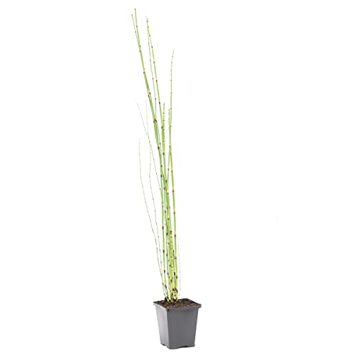 Bloomique - Equisetum Japonicum - Prêle du Japon - Plantes de bassin - Plantes aquatiques - Rustique - Hauteur 20-30 cm - Pot 9 cm