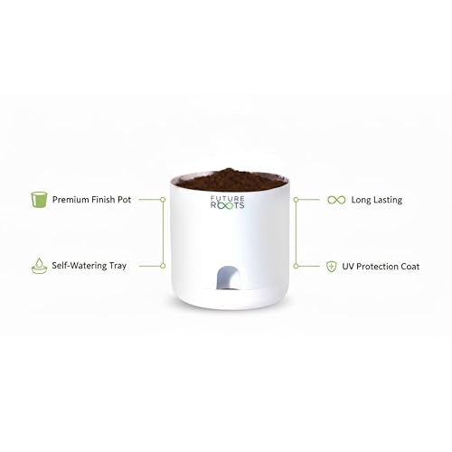 Image of Future Roots Live Snake Plant - Air Purifying Indoor Sansevieria Plant with Self Watering Pot | Low Maintenance Plant for Home, Kitchen, Living Room, Office Desk, Bedroom