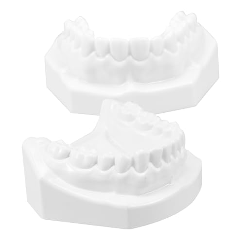 Healifty De Dientes Estándar De Para Enseñanza De Encía Para Práctica De Para Estudio y Demostración