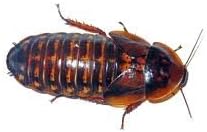Dubia Roaches 100 Large
