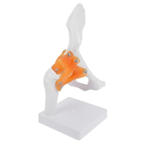 Modèle anatomique de hanche en PVC résistant pour l'enseignement médical