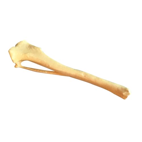 Dog Anatomy Tibia Skeletal Model Dog Bone Model Dog Tibia Skeletal Model Anatomy Enthusiasts