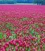 Crimson Clover Seed 1 LB