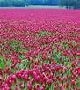 Crimson Clover Seed 1 Lb #TOP12