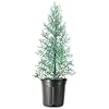 Arizona Blue Ice Cypress | 1 Large Trade Gallon Size Tree | Cupressus Plants | Beautiful Evergreen Low Maintenance Cold Hardy Privacy Screen
