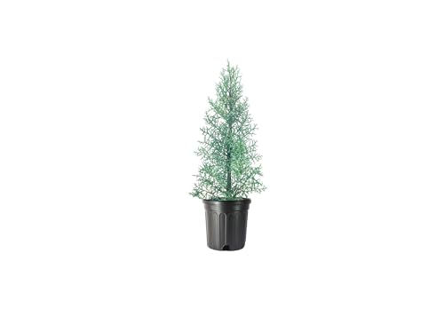Arizona Blue Ice Cypress | 2 Large Trade Gallon Size Trees | Cupressus Plants | Beautiful Evergreen Low Maintenance Cold Hardy Privacy Screen