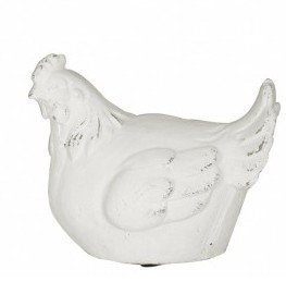 Sconosciuto Gallina Bianca