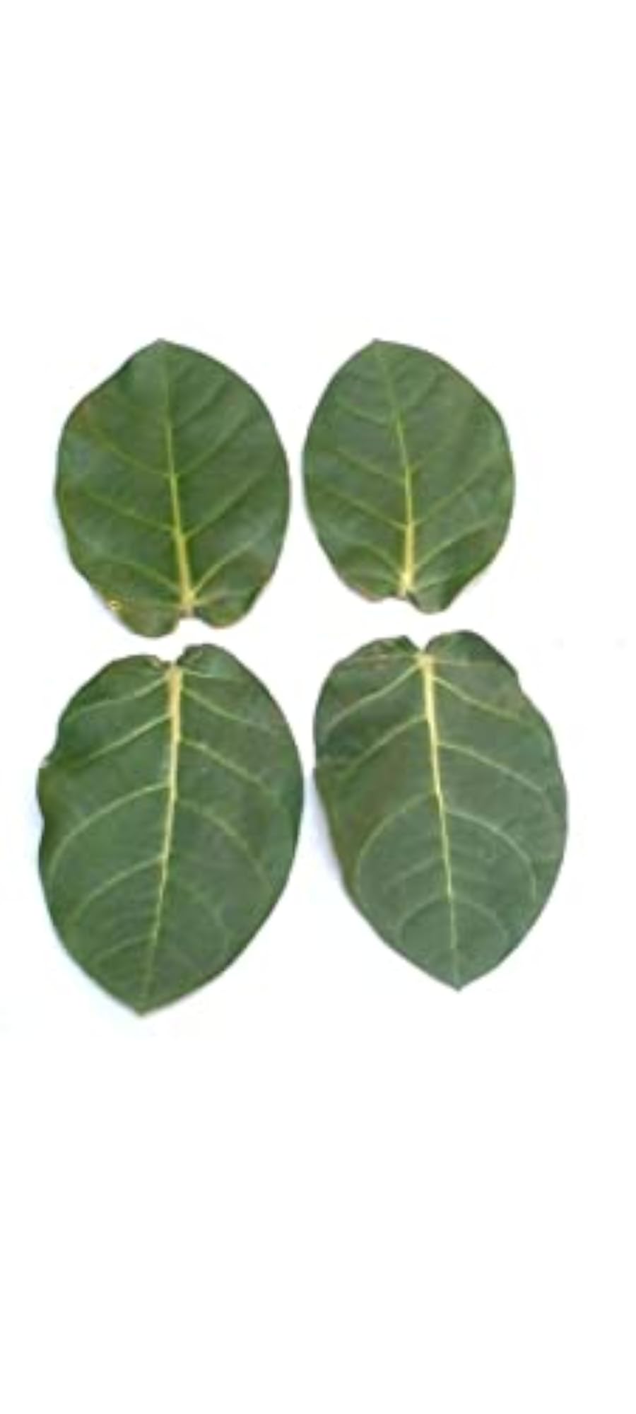 Organic Madar Leaves - Pure & Natural