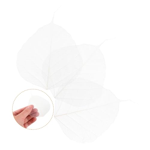 Hojas Naturales Esqueleto 20pcs para Manualidades y Marcapáginas miniatura 7