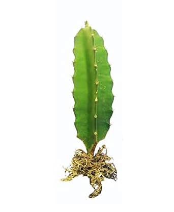 Aziz Gazi Nursery - Dragon Fruit Plant | Live Red Flesh Dragon Plant | Dragon fruit Plant with polybag (Plant Height - 8 To 9 Inc) - Image 5 thumbnail