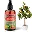 CITRUS TREE Plant Superfood