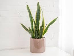See full amazon price history chart for Snake plant indoor live plant kyari (Pack of 2) Snake plant indoor live plant kyari (Pack of 2) (B0CWPPWR8H) Amazon Price History, Amazon Price Tracker