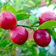 Image of Bigreen Malta /Mousambi Hybrid Live Fruit Plant a€ inch Healthy Bari 1 Citrus Tree (1.5a€ inch3.5 Ft Height) for Home Gardening, Terrace, Balcony, Organic Farming a€ inch Sweet Lime Live Plant - Pack of 1