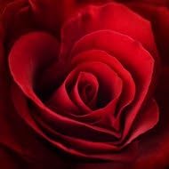 Bulk Roses | Red | 250 | 15 inches