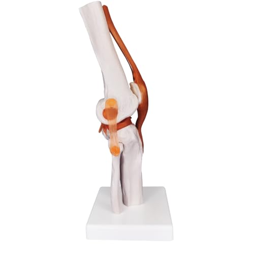 Image of Knee Joint Model, Human Knee Joint Model with Knee Ligaments, Life-Size Anatomical Knee Joint Flexible Bone Model, Ideal for Medical Learning and Teaching